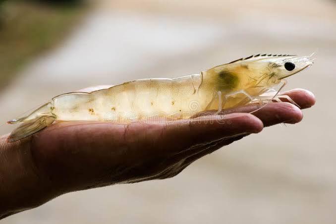 Shrimp Aquaculture